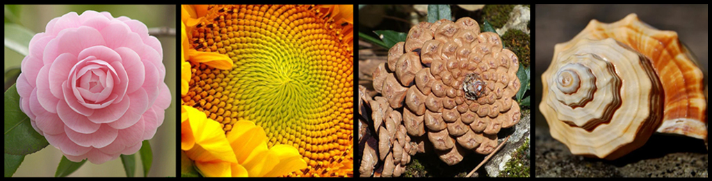 Sacred geometry in nature