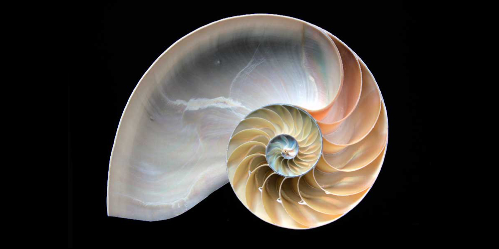 Nautilus shell - an example of the perfect spiral of sacred geometry